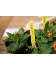 CINTA BROTHER TZE-631 12MM